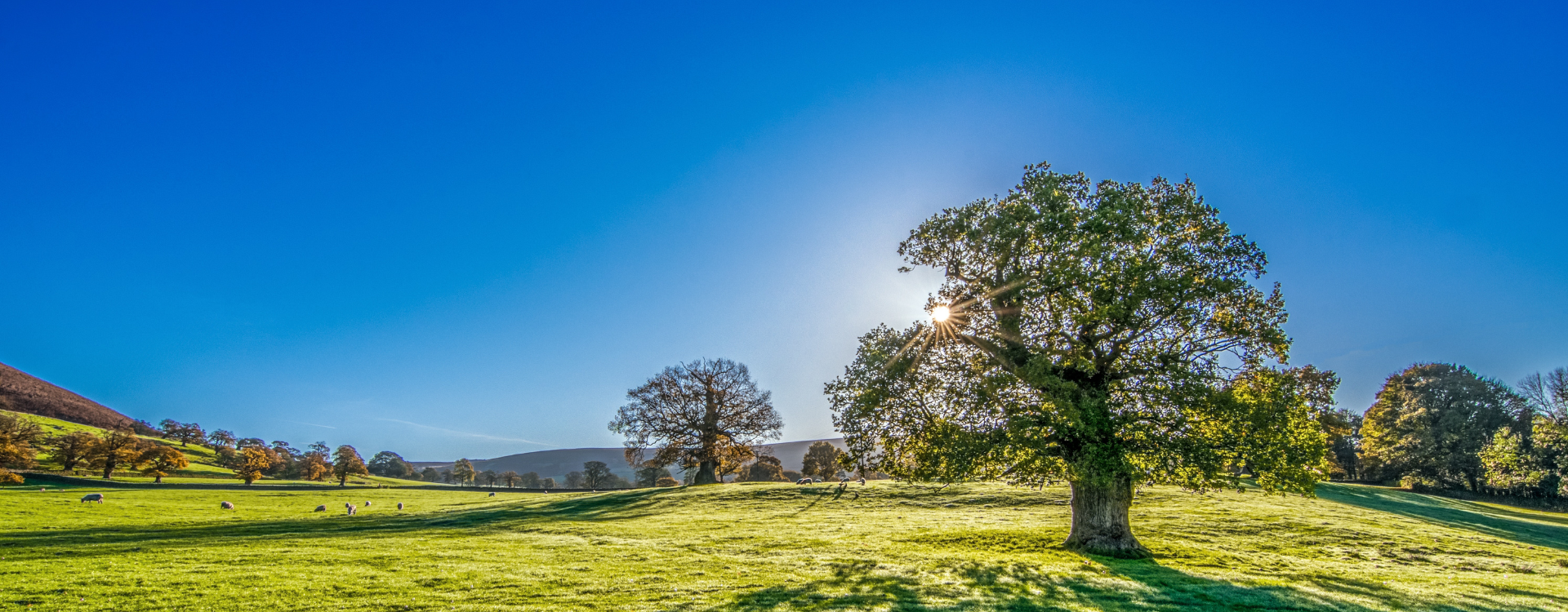 Pulari Eco Foundation